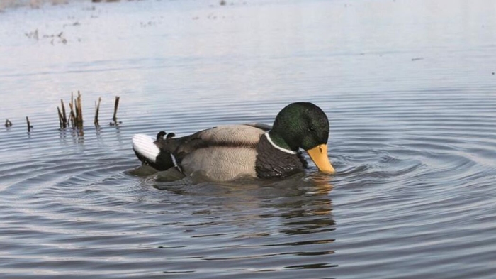 MOJO Rippler Motion Decoy